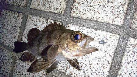 ストレス解消しました。