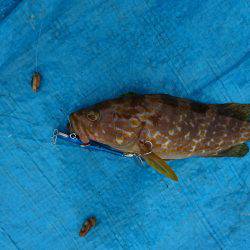 タコ時々アコウ