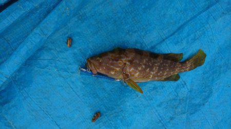 タコ時々アコウ