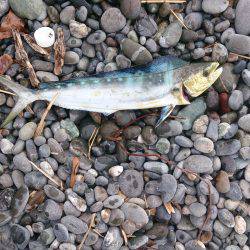 初めての沼津ショアジギ