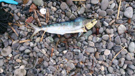 初めての沼津ショアジギ