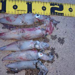 ケンサキエギング