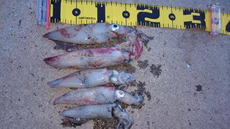 ケンサキエギング