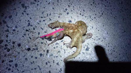 ケンサキエギング