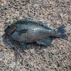 海水浴ついでに