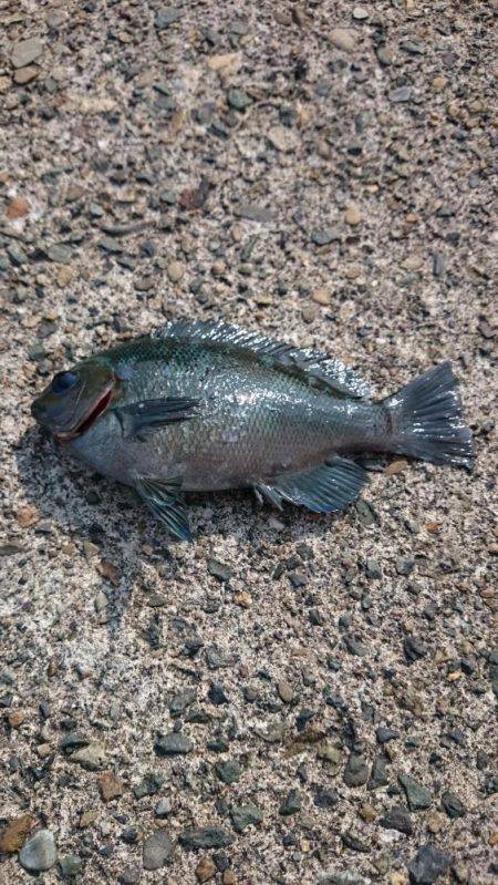 海水浴ついでに