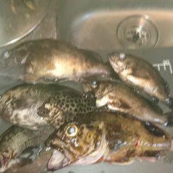 アコウ釣りたいー