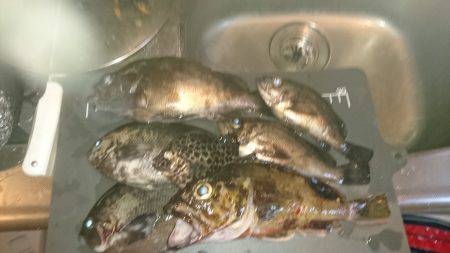 アコウ釣りたいー