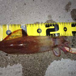 ケンサキエギング