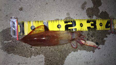 ケンサキエギング