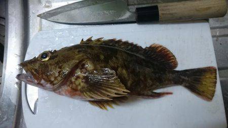 ひさしぶりの良形!