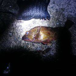 エギングとガシリング