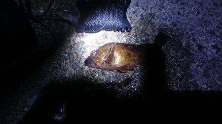 エギングとガシリング