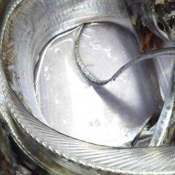 タチウオ釣り。