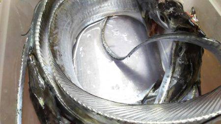 タチウオ釣り。