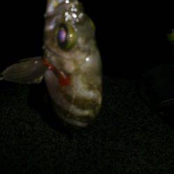 ポイントで交換した竿で！釣行。