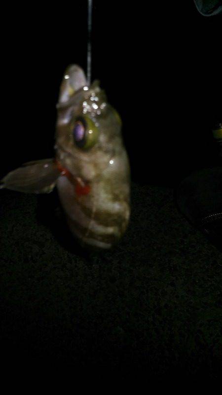 ポイントで交換した竿で！釣行。