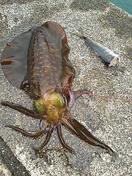 エギ、アジ、エギ