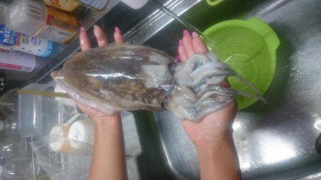 初めての甲イカ！