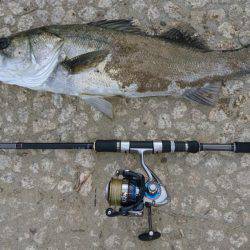 シーバスゲット