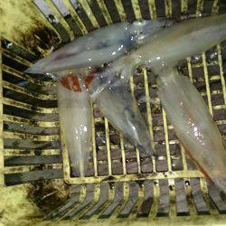 今年初イカメタル