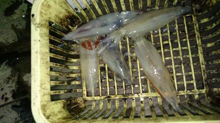 今年初イカメタル