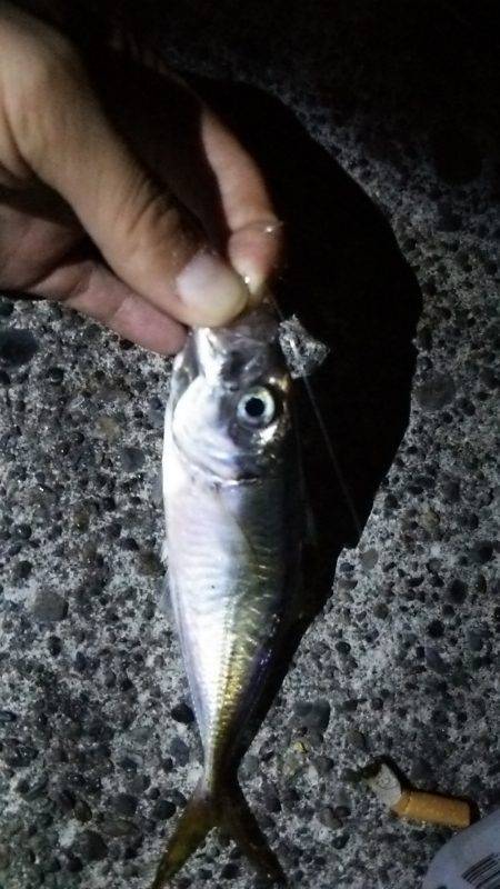 初上陸、横浜沖堤防!!