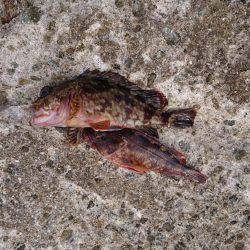 ホテルでフィッシング