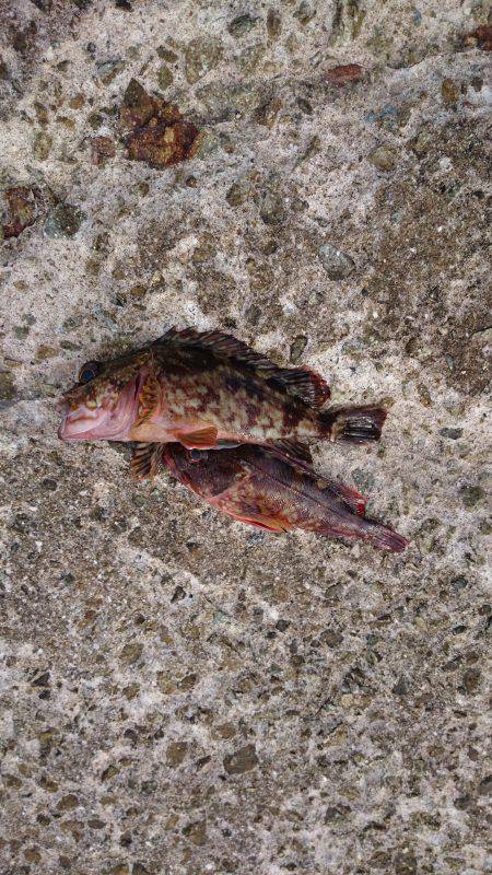 ホテルでフィッシング