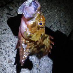 ロックフィッシュ