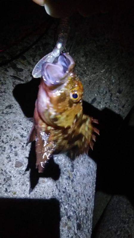 ロックフィッシュ