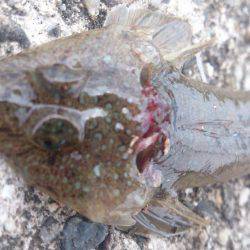 エサ取り多く苦戦