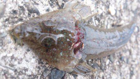 エサ取り多く苦戦