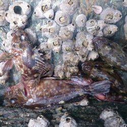 人多く賑わった漁港