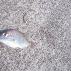 暑いなかバクチョウ