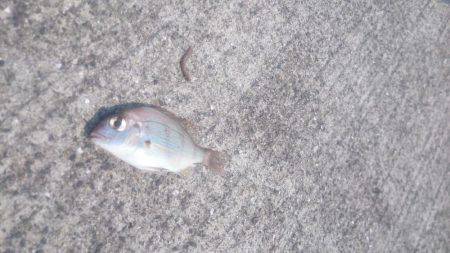 暑いなかバクチョウ