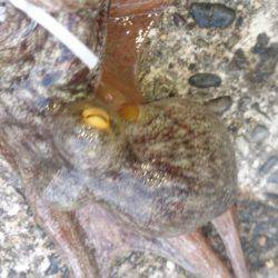 マッチョなあいつ