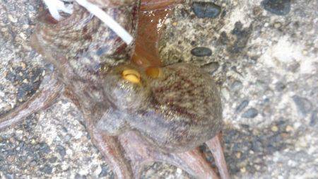 マッチョなあいつ