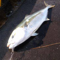 雨上がりのヒラマサ