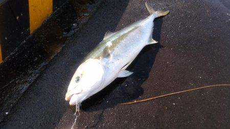 雨上がりのヒラマサ