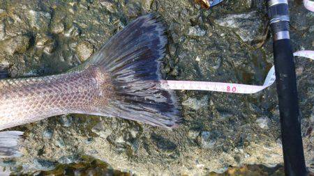 チニング無釣果～シーバスゲット