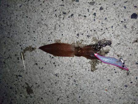 ケンサキが食べたくて