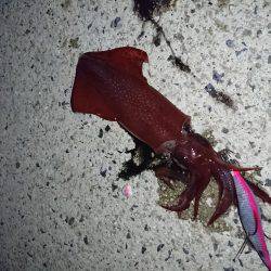 ケンサキが釣りたくて