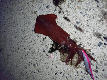 ケンサキが釣りたくて