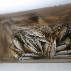 サビキがしたい…です。