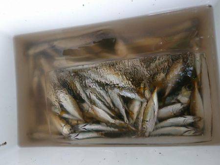 サビキがしたい…です。