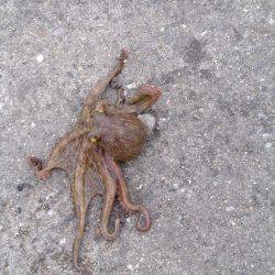 タコ飯にしよう！