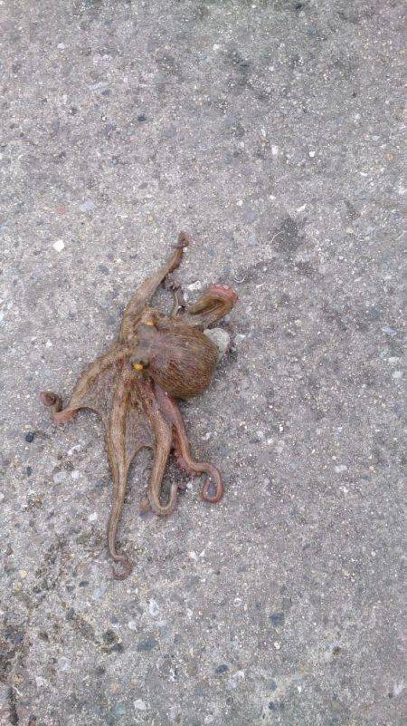 タコ飯にしよう！