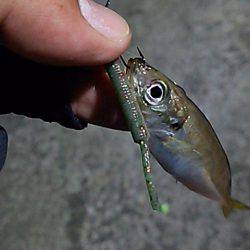 はぐれケンサキ