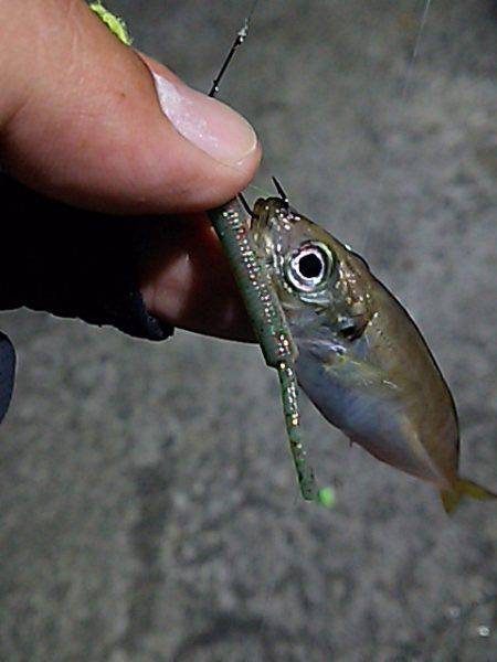 はぐれケンサキ